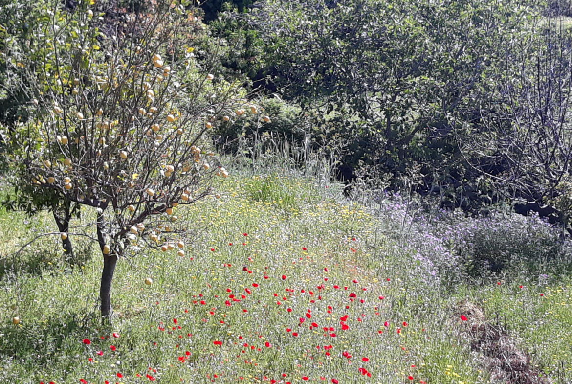 Olive trees and fruit trees