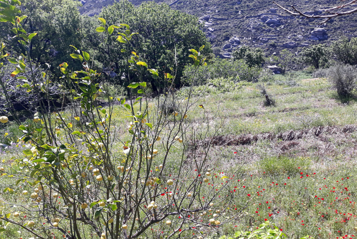 Plot with olive tree in Greek island