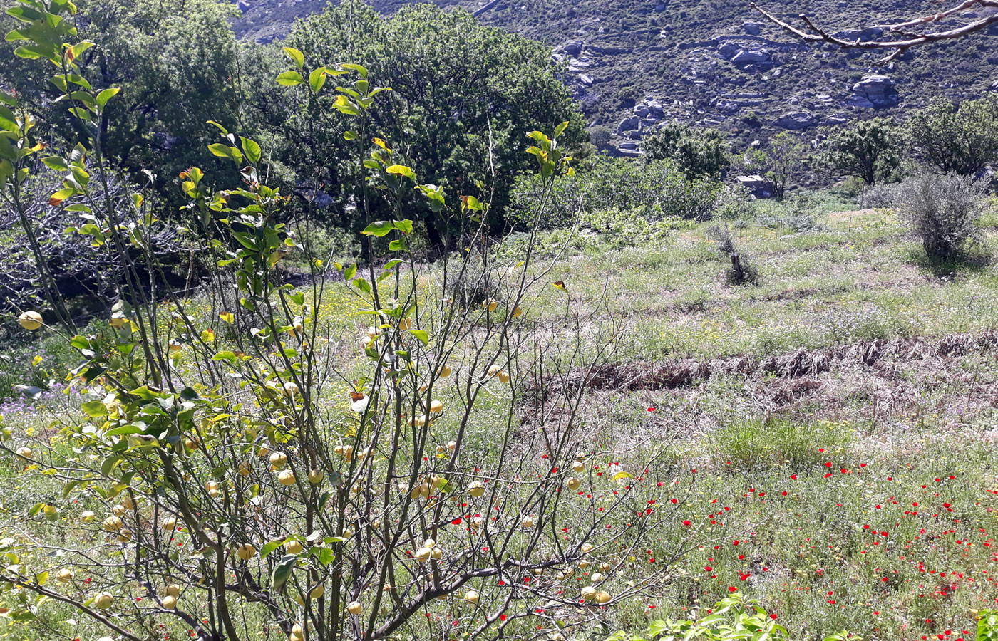 Plot with olive tree in Greek island