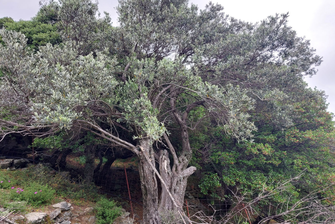 Olive tree and make your olive oil